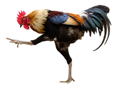 Illustration spar - Image 1