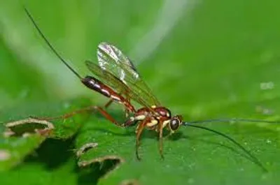 Illustration wasp - Image 2