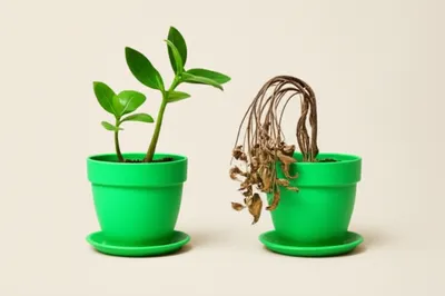 Illustration wilts - Image 1