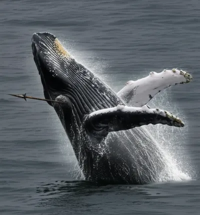 Illustration harpooned