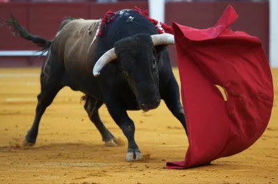 Illustration hooking - Image 1