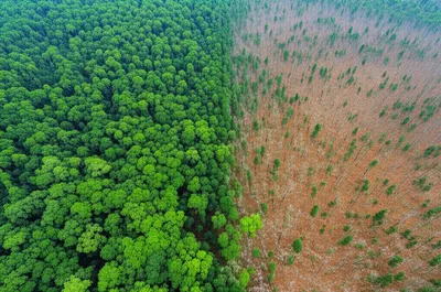 Illustration thinning - Image 1