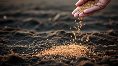 Illustration sows - Image 1