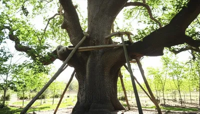 Illustration grandfather - Image 1