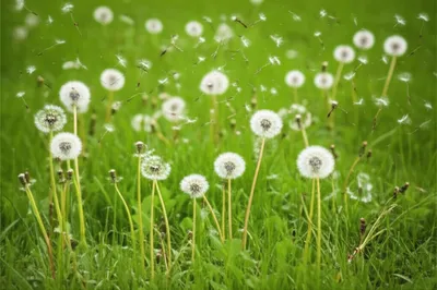 Illustration spreading - Image 1