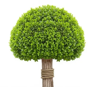 Illustration girdling - Image 1