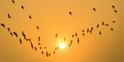 Illustration regrouping - Image 1