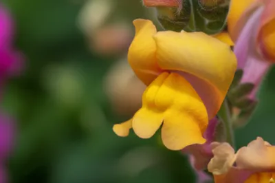 Illustration labiate - Image 1