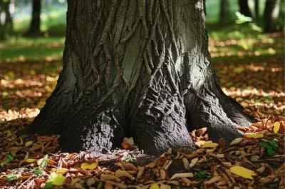 Illustration walnuts - Image 1