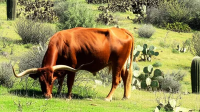 Illustration longhorn