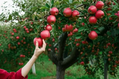 Hình ảnh minh họa parable - Ảnh 1