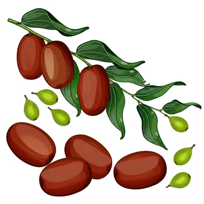 Illustration jujube - Image 1