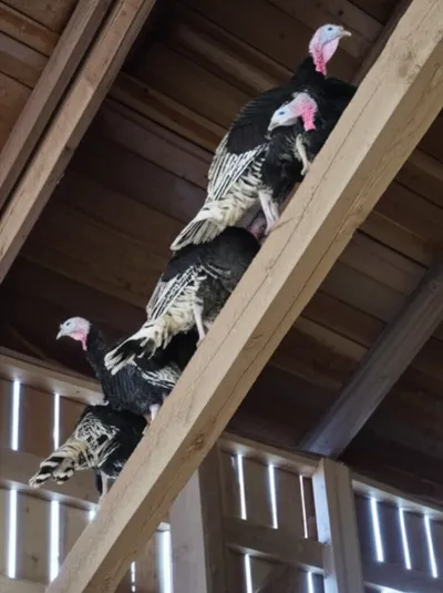 Illustration rafter - Image 1