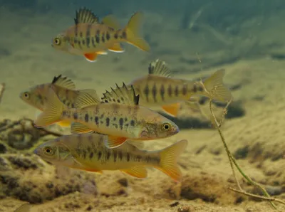 Illustration pope - Image 1