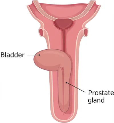 Illustration prostate