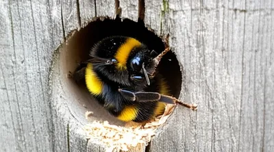 Illustration carpenters - Image 1