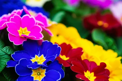 Illustration primula