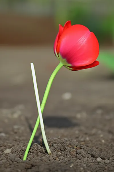 Illustration sever - Image 1