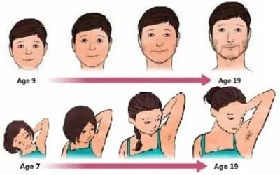 Illustration puberty - Image 2