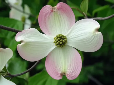 Illustration dogwoods - Image 1