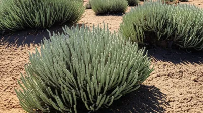 Illustration ephedra