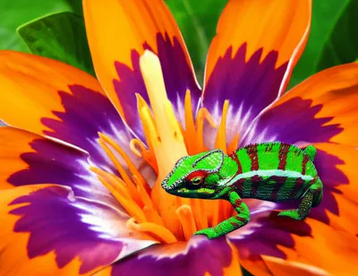 Illustration resembled - Image 1