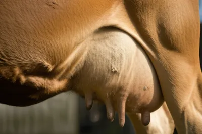 Illustration udders - Image 1