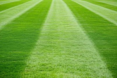 Illustration mowing - Image 1