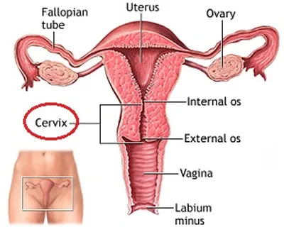 Illustration cervical - Image 3
