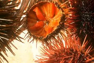 Illustration urchin - Image 2