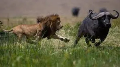 Illustration predator - Image 2