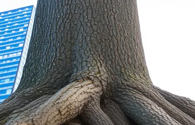 Illustration mainstay - Image 1