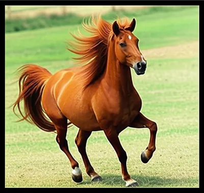 Illustration pranced