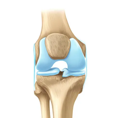 Illustration synovial - Image 1