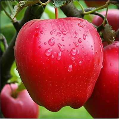 Illustration ripest - Image 1