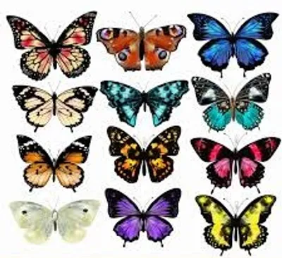 Illustration butterfly - Image 2