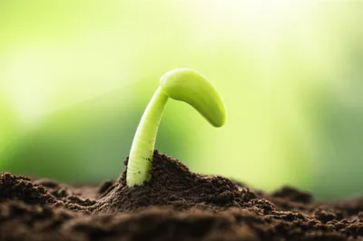 Illustration copped - Image 1