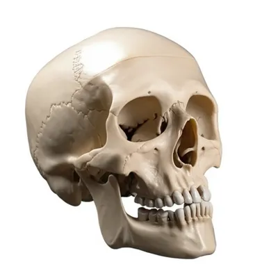 Illustration scull - Image 1