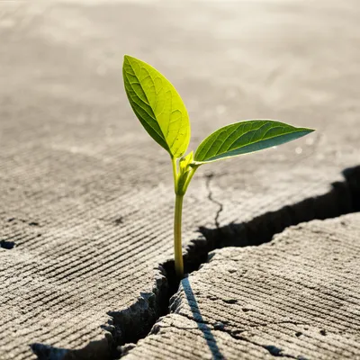 Illustration proven - Image 1