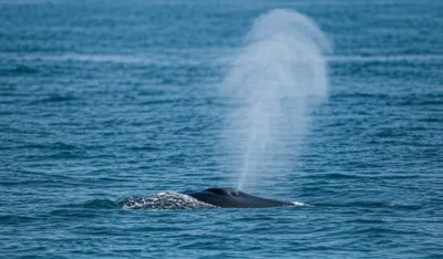 Hình ảnh minh họa spiracle - Ảnh 1