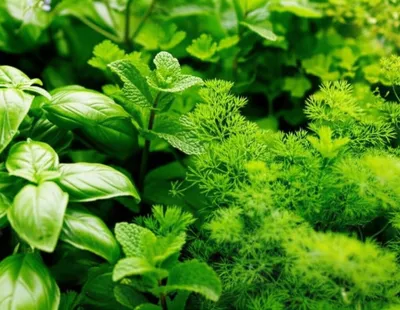 Illustration herbs - Image 1