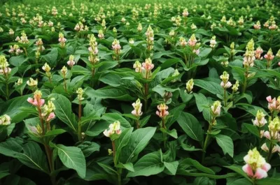 Illustration tobaccos