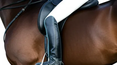 Illustration reins - Image 1