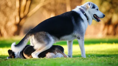 Illustration knotting - Image 1