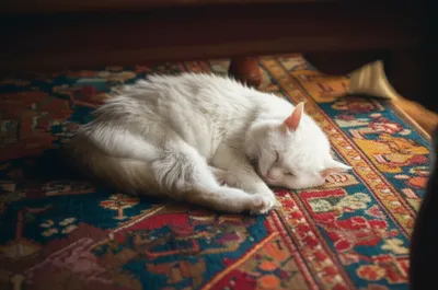 Illustration underlay - Image 1