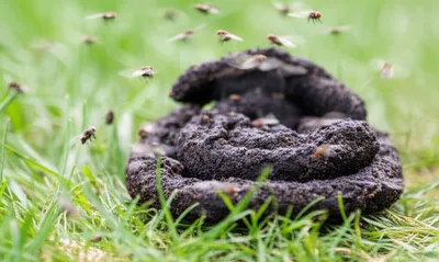 Illustration caca - Image 1