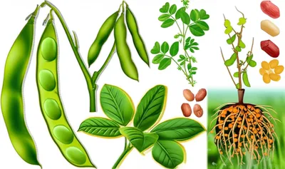 Illustration leguminous