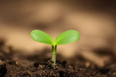 Illustration dicot - Image 1