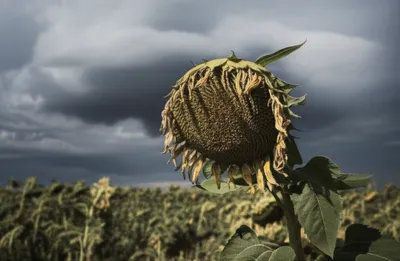 Illustration humor - Image 1