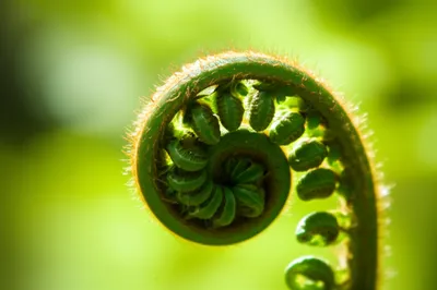 Illustration unrolled - Image 1